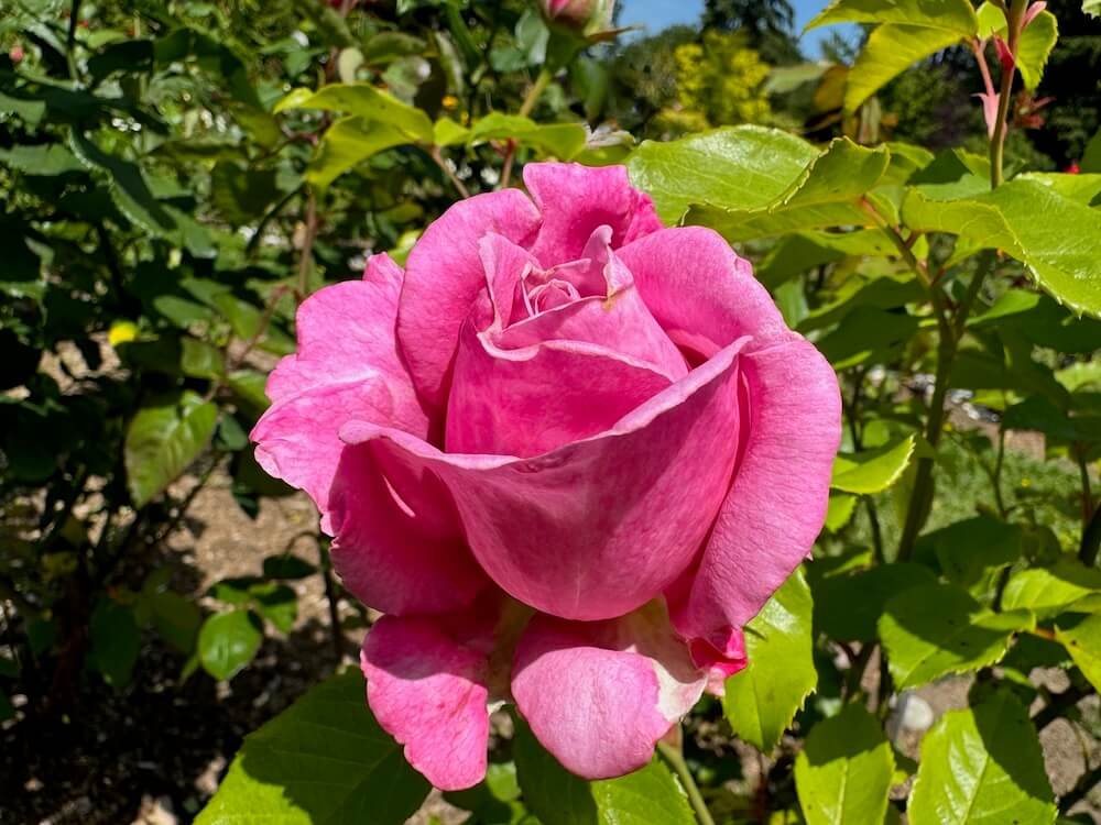 Rosa 'Olivia Rose Austin' (Olivia Rose Austin English Rose